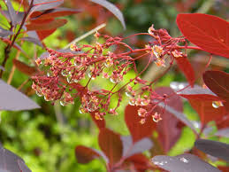 Attēlu rezultāti vaicājumam “Cotinus coggygria flower”