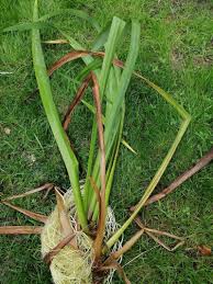 Image result for Acorus calamus