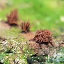 Attēlu rezultāti vaicājumam “Stemonitis splendens macro”