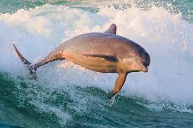 Image result for Belfairs Dolphins Snorkelling Club