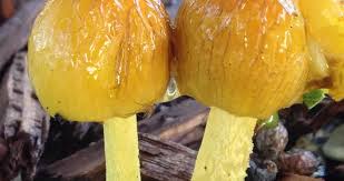 Attēlu rezultāti vaicājumam “Bolbitius vitellinus”