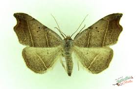 Attēlu rezultāti vaicājumam “Laspeyria flexula”