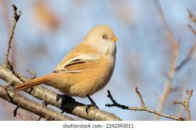 Attēlu rezultāti vaicājumam “Panurus biarmicus”