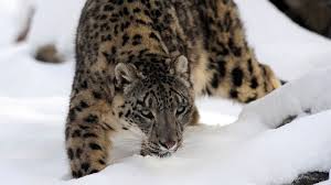 Image result for kernel panic snow leopard
