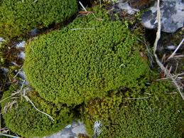 Attēlu rezultāti vaicājumam “Tortella tortuosa”