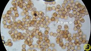 Attēlu rezultāti vaicājumam “Comatricha pulchella”