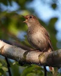 Image result for Luscinia sibilans