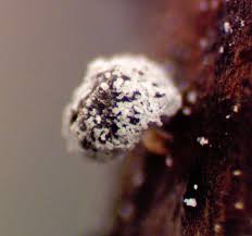 Attēlu rezultāti vaicājumam “Didymium xanthopus spores”