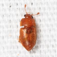 Attēlu rezultāti vaicājumam “Epuraea sp.”