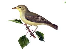 Attēlu rezultāti vaicājumam “Hippolais icterina adult”