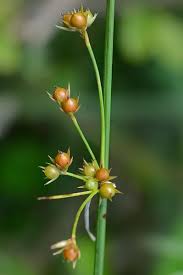 Attēlu rezultāti vaicājumam “Juncus bulbosus flower”