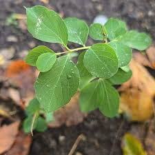 Attēlu rezultāti vaicājumam “Lonicera tatarica leaf”