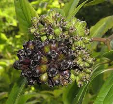 Attēlu rezultāti vaicājumam “Eleutherococcus sessiliflorus”