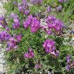 Attēlu rezultāti vaicājumam “Astragalus danicus fruit”