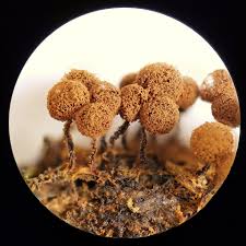 Attēlu rezultāti vaicājumam “Cribraria ferruginea spores”