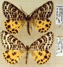 Attēlu rezultāti vaicājumam “Arichanna melanaria”