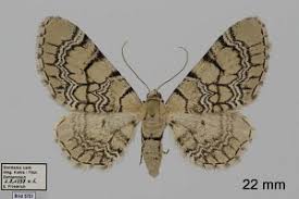 Attēlu rezultāti vaicājumam “Eupithecia venosata”