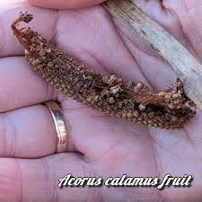 Attēlu rezultāti vaicājumam “Acorus calamus fruit”