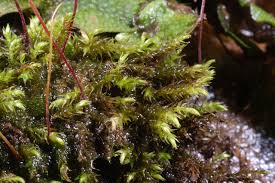 Attēlu rezultāti vaicājumam “Hygroamblystegium tenax”