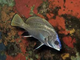 Image result for Sciaena umbra