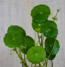 Attēlu rezultāti vaicājumam “Hydrocotyle vulgaris leaf”