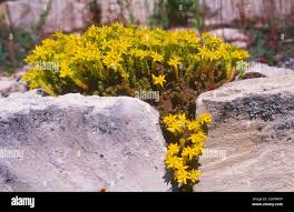 Image result for Mauerpfeffer