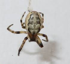 Attēlu rezultāti vaicājumam “Larinioides cornutus”