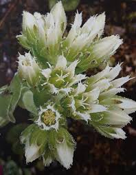 Attēlu rezultāti vaicājumam “Jovibarba globifera bud”