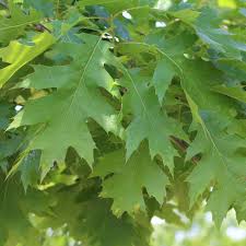 Attēlu rezultāti vaicājumam “Quercus rubra leaf”