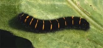 Attēlu rezultāti vaicājumam “Macrothylacia rubi”