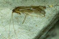 Attēlu rezultāti vaicājumam “Oecetis ochracea”