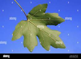 Attēlu rezultāti vaicājumam “Acer campestre leaf”