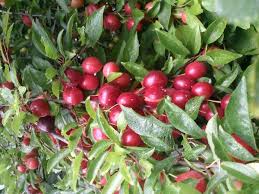 Attēlu rezultāti vaicājumam “Prunus cerasifera fruit”