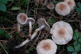 Attēlu rezultāti vaicājumam “Cortinarius traganus”