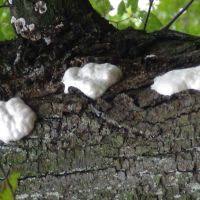 Attēlu rezultāti vaicājumam “Reticularia lobata”