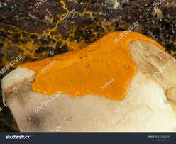 Attēlu rezultāti vaicājumam “Badhamia flavoglauca sessile”