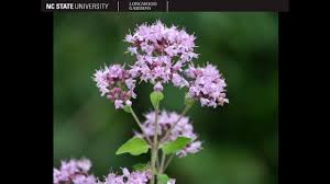 Attēlu rezultāti vaicājumam “Origanum vulgare”