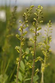 Attēlu rezultāti vaicājumam “Listera ovata”