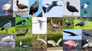 Attēlu rezultāti vaicājumam “Ciconiiformes”