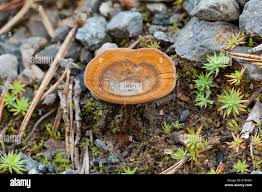 Attēlu rezultāti vaicājumam “Coltricia perennis”