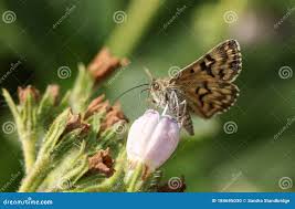 Attēlu rezultāti vaicājumam “Callistege mi”