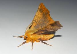 Attēlu rezultāti vaicājumam “Ennomos autumnaria male”