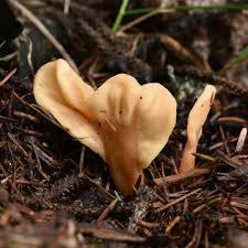 Attēlu rezultāti vaicājumam “Spathularia flavida”