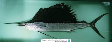 Image result for Istiophorus platypterus