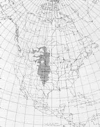 Attēlu rezultāti vaicājumam “Populus x petrowskyana”