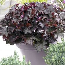 Image result for HEUCHERA americana 'Palace Purple Auslese'
