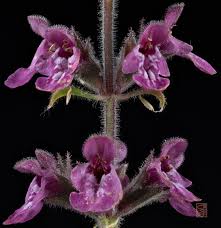 Attēlu rezultāti vaicājumam “Stachys sylvatica flower”
