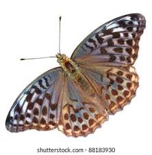Attēlu rezultāti vaicājumam “Argynnis paphia female”