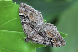 Attēlu rezultāti vaicājumam “Xanthorhoe quadrifasiata”