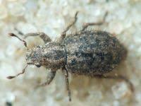 Attēlu rezultāti vaicājumam “Priobium carpini”